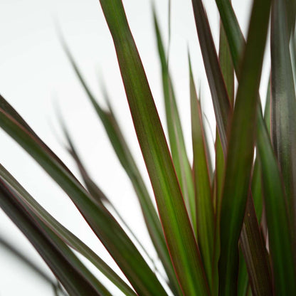 Dragonnier - Dracaena marginata 'Magenta' - Hauteur 70-80cm - ⌀17cm - TD Plantz