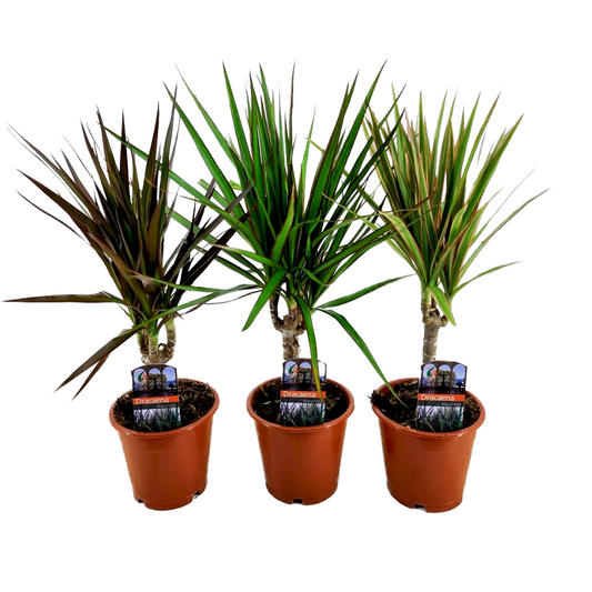 Madagascar Dragon Tree - 3 pcs. - Dracaena marginata - Height 30-40cm - ⌀12cm