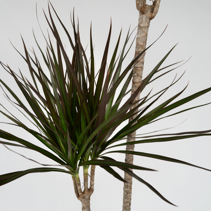 Madagascar Dragon Tree - Dracaena marginata - Height 110-130cm - ⌀24cm