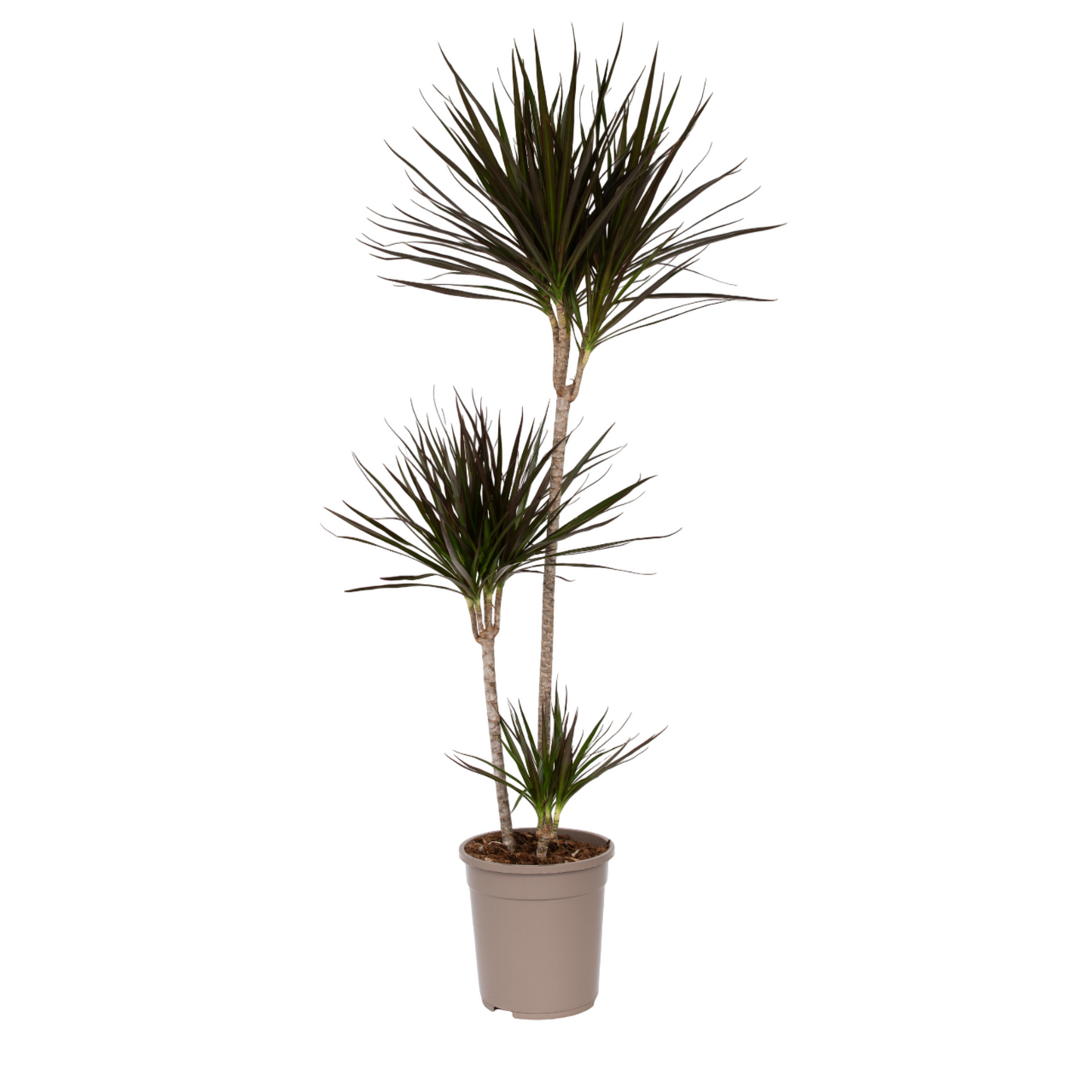 Madagascar Dragon Tree - Dracaena marginata - Height 110-130cm - ⌀24cm