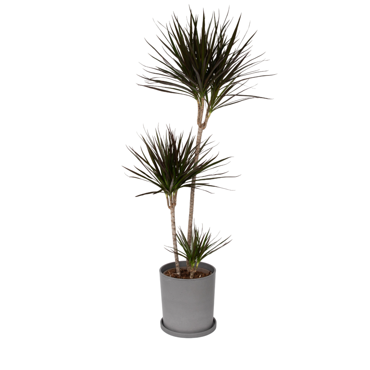 Madagascar Dragon Tree - Dracaena marginata - Height 110-130cm - ⌀24cm