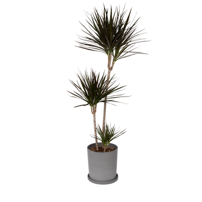 Madagascar Dragon Tree - Dracaena marginata - Height 110-130cm - ⌀24cm