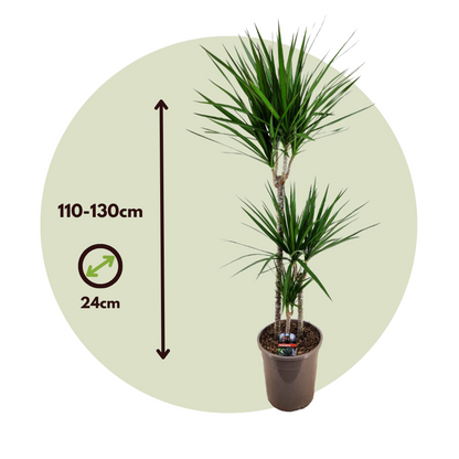 Madagascar Dragon Tree - Dracaena marginata - Height 110-130cm - ⌀24cm