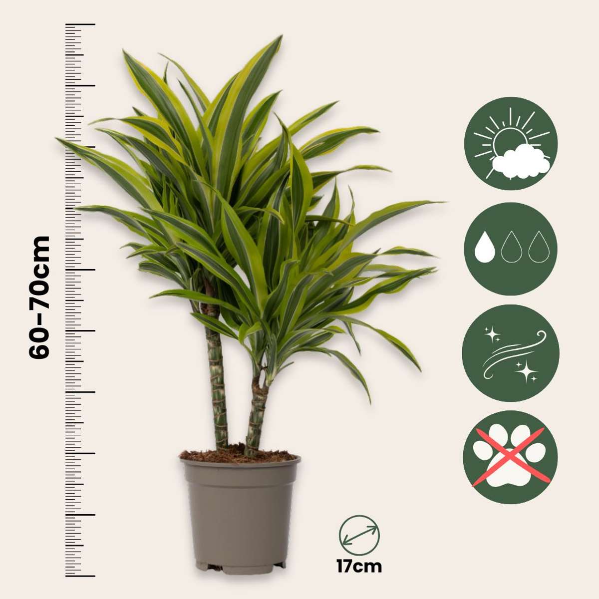 Dragonnier - Dracaena deremensis 'Lemon Lime' - Hauteur 60-70cm - ⌀17cm - TD Plantz