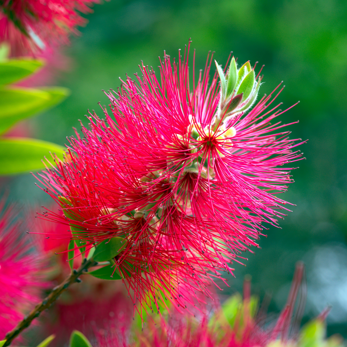 Rince-bouteille - Callistemon citrinus 'Splendens' - Hauteur 90-110cm - ⌀21cm