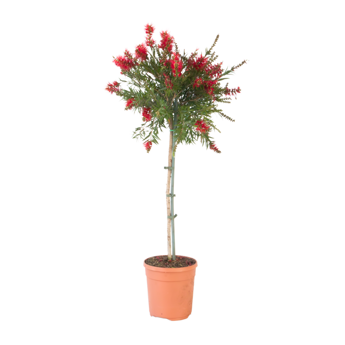 Rince-bouteille - Callistemon citrinus 'Splendens' - Hauteur 90-110cm - ⌀21cm