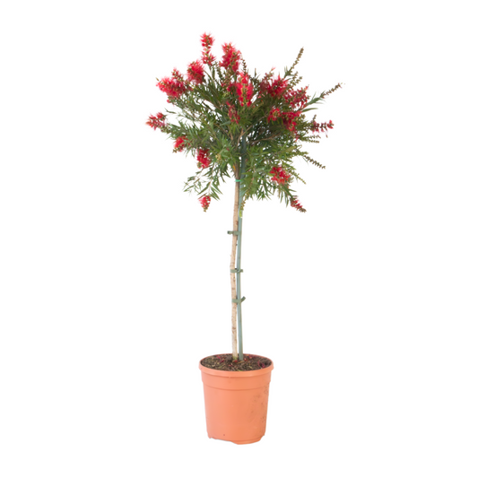 Beautyberry - Callistemon citrinus 'Splendens' - Height 90-110cm - ⌀21cm