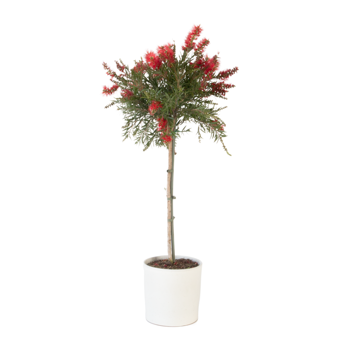 Rince-bouteille - Callistemon citrinus 'Splendens' - Hauteur 90-110cm - ⌀21cm