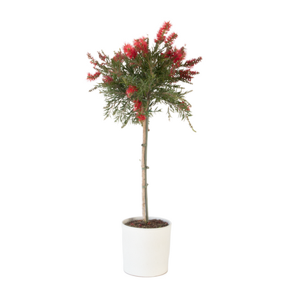 Rince-bouteille - Callistemon citrinus 'Splendens' - Hauteur 90-110cm - ⌀21cm