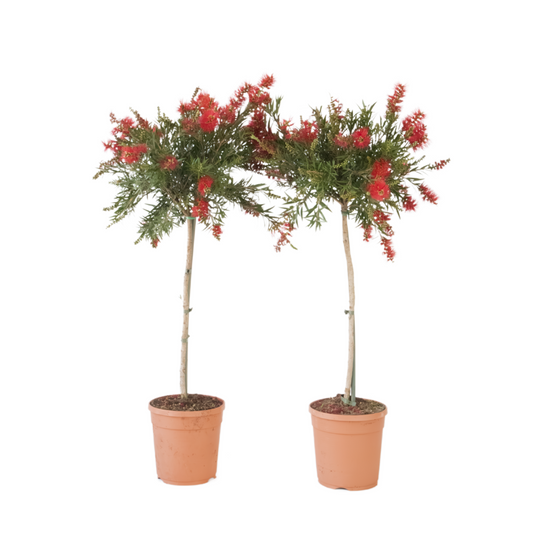 Beautyberry - 2 pcs. - Callistemon citrinus 'Splendens' - H90-110cm - ⌀21cm