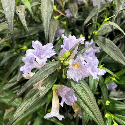 Buisson violet - Set de 2 - Strobilanthes ‘Brunetthy’ - Hauteur 25-40cm - ⌀17cm