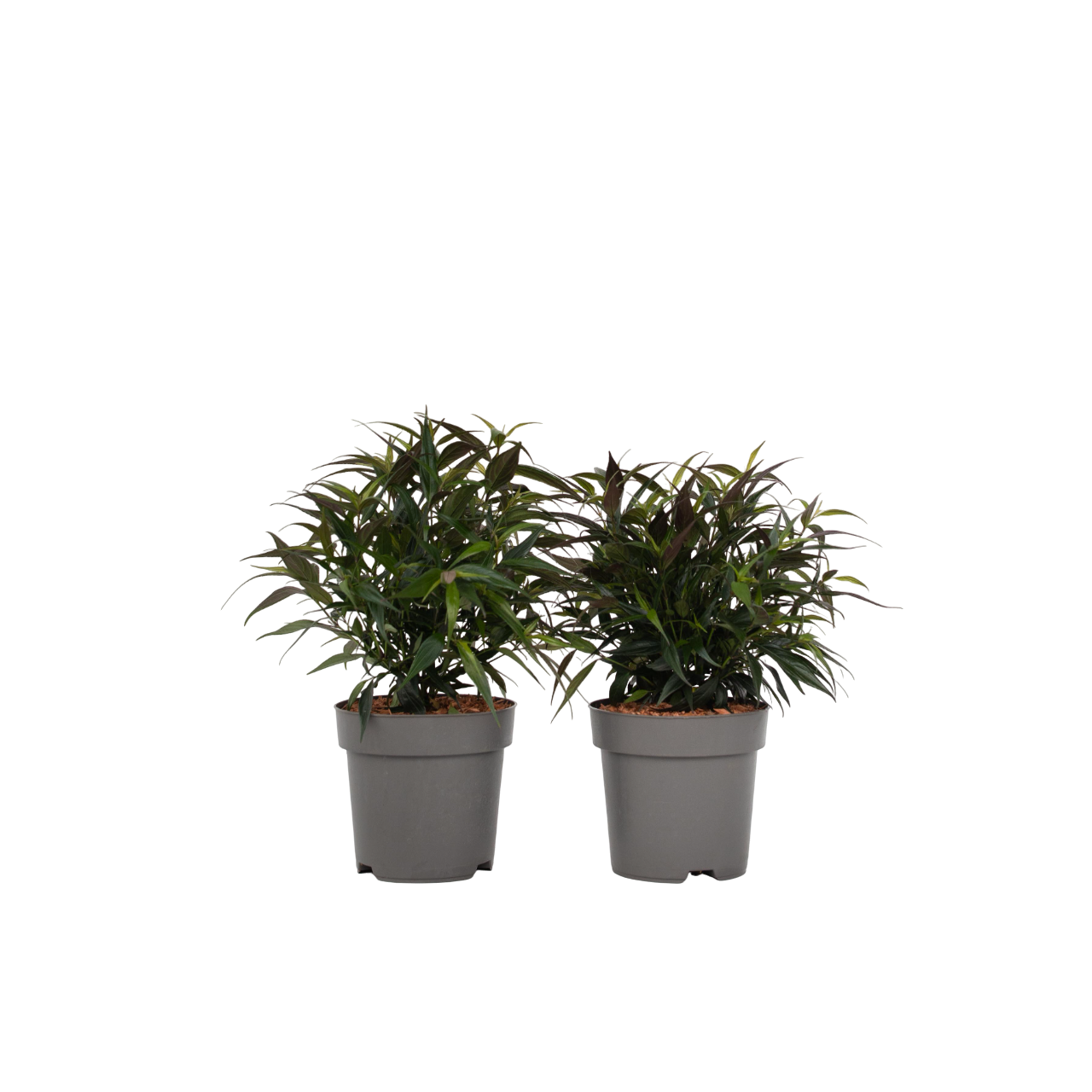 Buisson violet - Set de 2 - Strobilanthes ‘Brunetthy’ - Hauteur 25-40cm - ⌀17cm