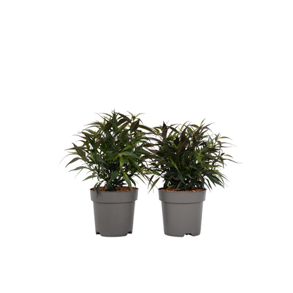 Buisson violet - Set de 2 - Strobilanthes ‘Brunetthy’ - Hauteur 25-40cm - ⌀17cm