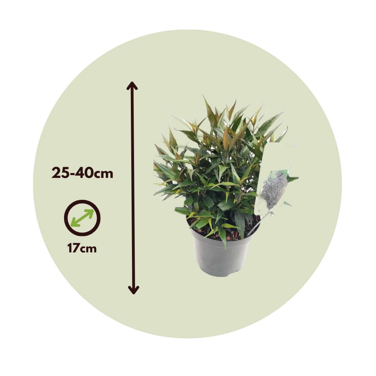 Buisson violet - Set de 2 - Strobilanthes ‘Brunetthy’ - Hauteur 25-40cm - ⌀17cm