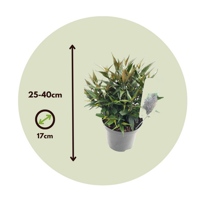 Buisson violet - Set de 2 - Strobilanthes ‘Brunetthy’ - Hauteur 25-40cm - ⌀17cm