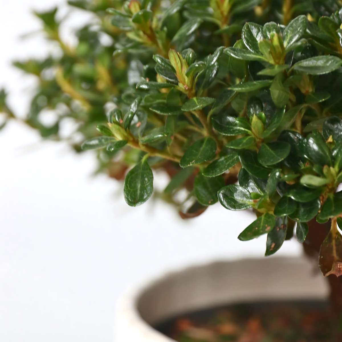 Azalée - Set de 2 - Rhododendron azalea 'Anouk' - Hauteur 25-40cm - ⌀17cm