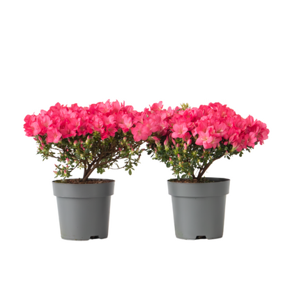 Azalée - Set de 2 - Rhododendron azalea 'Anouk' - Hauteur 25-40cm - ⌀17cm