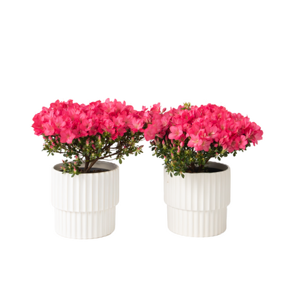 Azalée - Set de 2 - Rhododendron azalea 'Anouk' - Hauteur 25-40cm - ⌀17cm