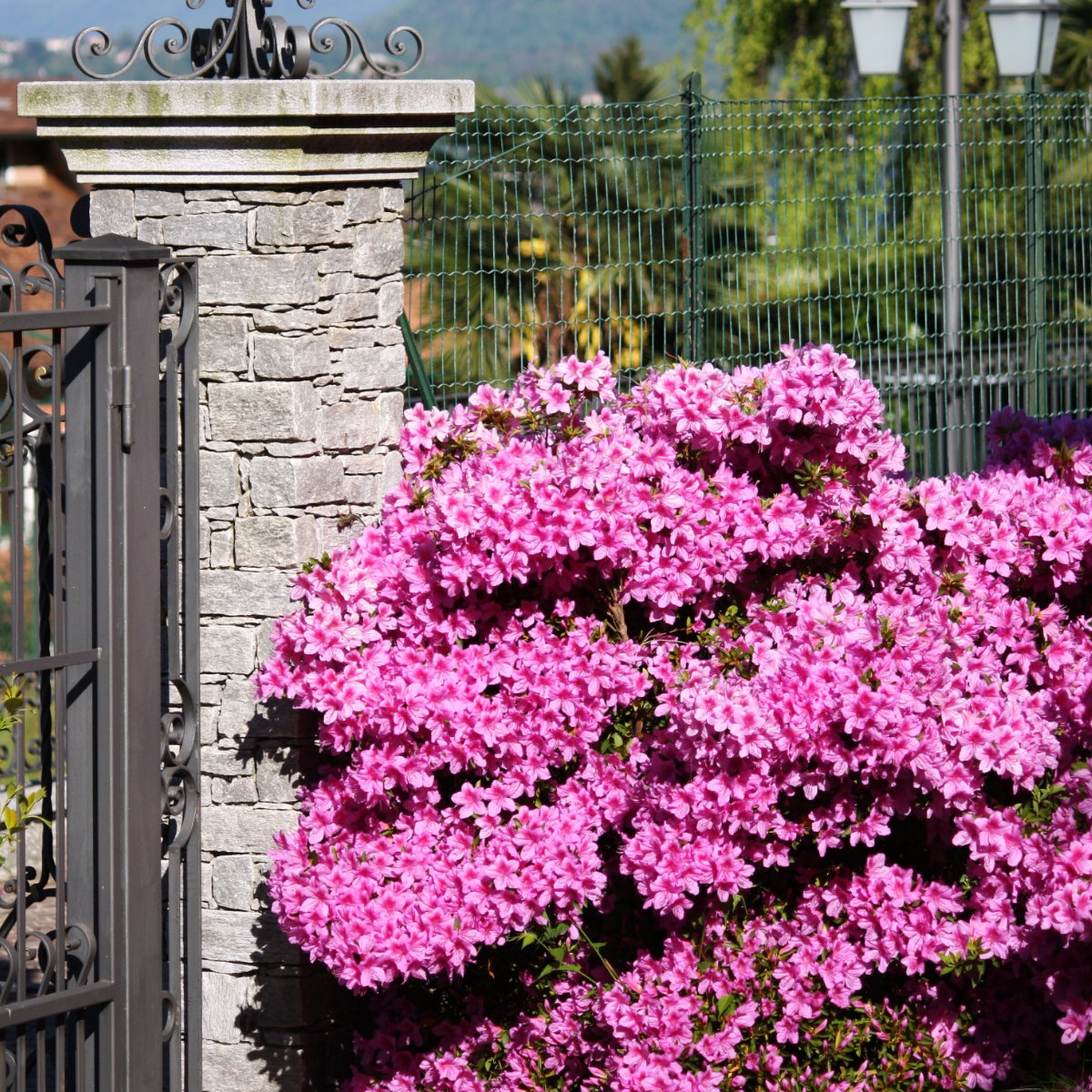 Azalée - Set de 4 - Rhododendron azalea 'Anouk' - Hauteur 25-40cm - ⌀17cm