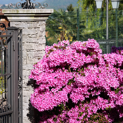 Azalée - Set de 4 - Rhododendron azalea 'Anouk' - Hauteur 25-40cm - ⌀17cm