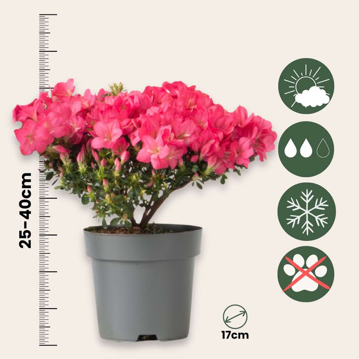 Azalée - Set de 4 - Rhododendron azalea 'Anouk' - Hauteur 25-40cm - ⌀17cm