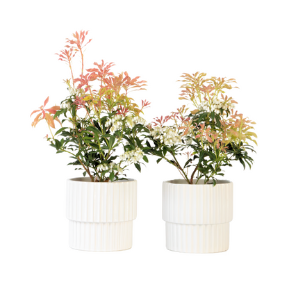 Andromède du Japon - Set de 2 - Pieris 'Forest Flame' - Hauteur 25-40cm - ⌀17cm