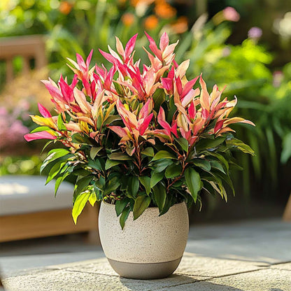 Andromède du Japon - Set de 4 - Pieris 'Forest Flame' - Hauteur 25-40cm - ⌀17cm