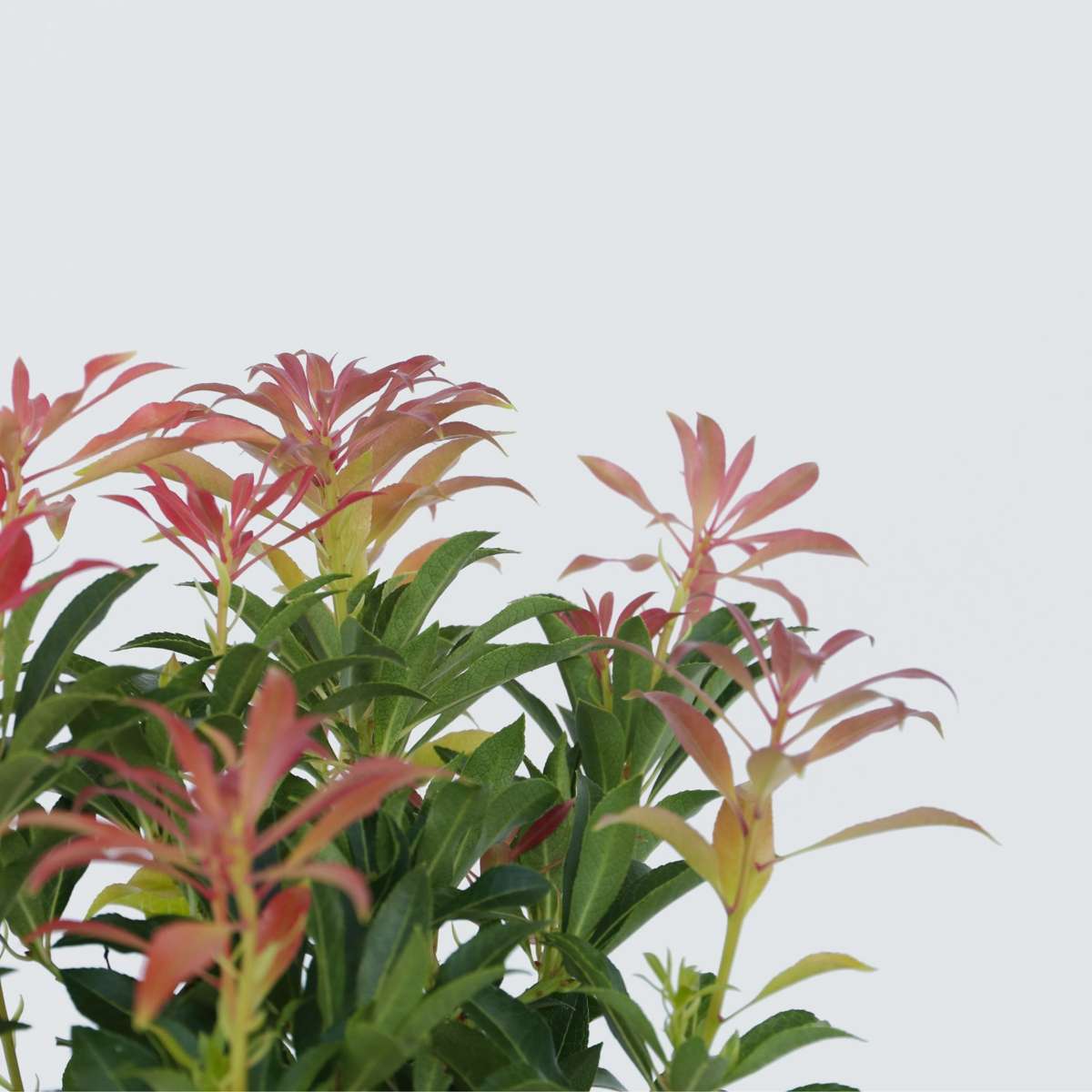 Andromède du Japon - Set de 4 - Pieris 'Forest Flame' - Hauteur 25-40cm - ⌀17cm