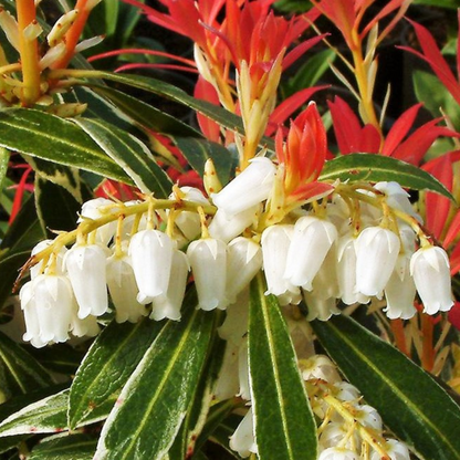 Andromède du Japon - Set de 4 - Pieris 'Forest Flame' - Hauteur 25-40cm - ⌀17cm