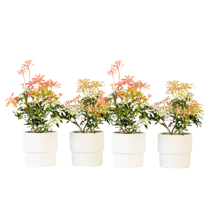 Andromède du Japon - Set de 4 - Pieris 'Forest Flame' - Hauteur 25-40cm - ⌀17cm