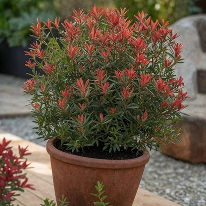 Andromède du Japon - Set de 2 - Pieris 'Little Heath' - H25-40cm - ⌀17cm