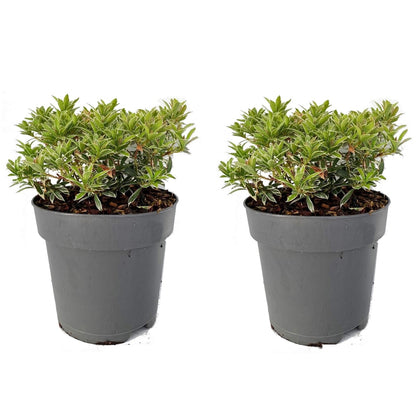 Andromède du Japon - Set de 2 - Pieris 'Little Heath' - H25-40cm - ⌀17cm