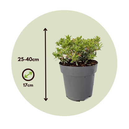Andromède du Japon - Set de 2 - Pieris 'Little Heath' - H25-40cm - ⌀17cm