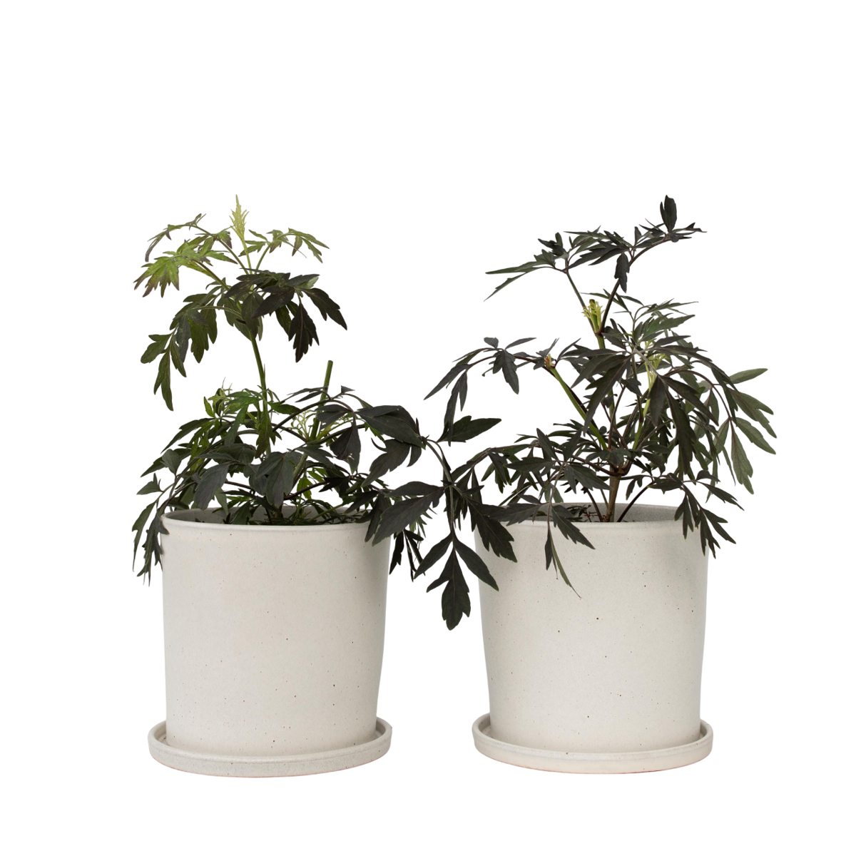 Elder - 2 pcs. - Sambucus nigra 'Black Lace' - Height 25-40cm - ⌀17cm