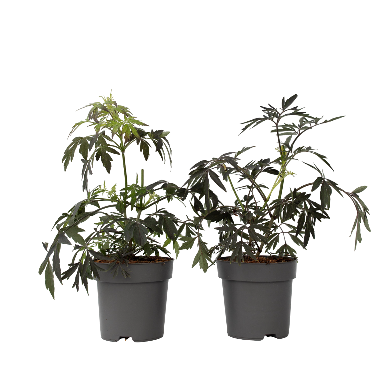 Elder - 2 pcs. - Sambucus nigra 'Black Lace' - Height 25-40cm - ⌀17cm