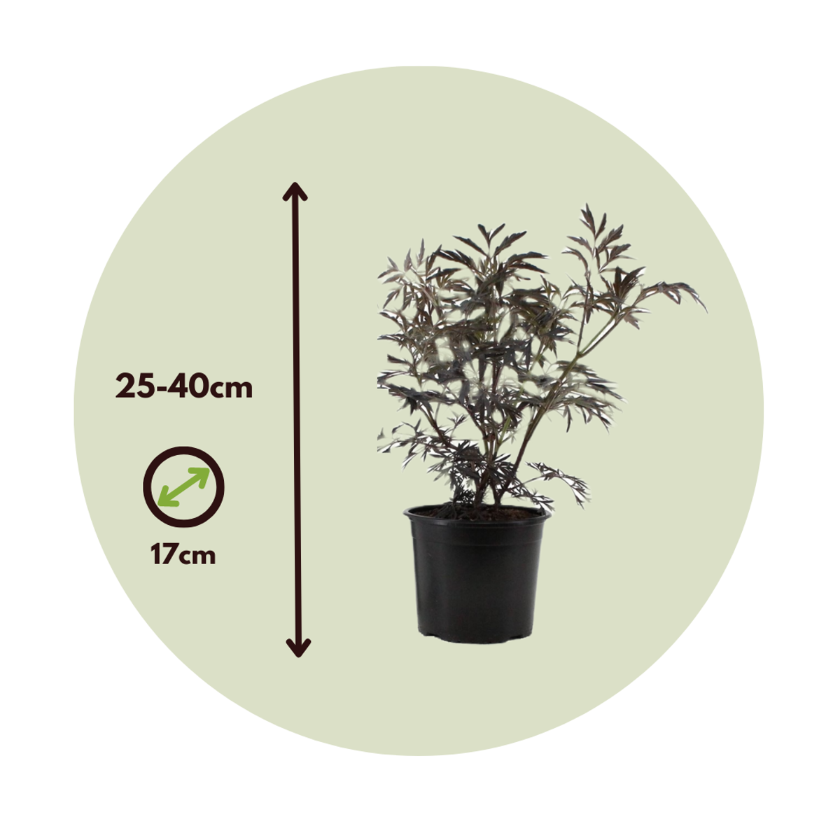 Elder - 2 pcs. - Sambucus nigra 'Black Lace' - Height 25-40cm - ⌀17cm