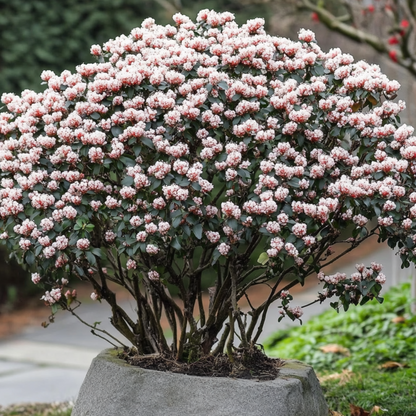Laurustine - 2 pcs. - Viburnum tinus - Height 25-40cm - ⌀17cm