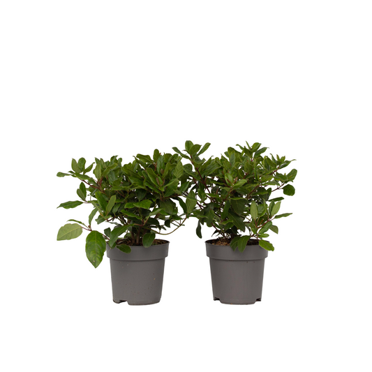 Laurustine - 2 pcs. - Viburnum tinus - Height 25-40cm - ⌀17cm