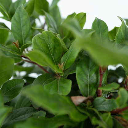 Laurustine - 4 pcs. - Viburnum tinus - Height 25-40cm - ⌀17cm