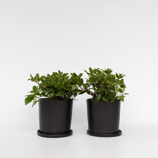 Laurustine - 4 pcs. - Viburnum tinus - Height 25-40cm - ⌀17cm