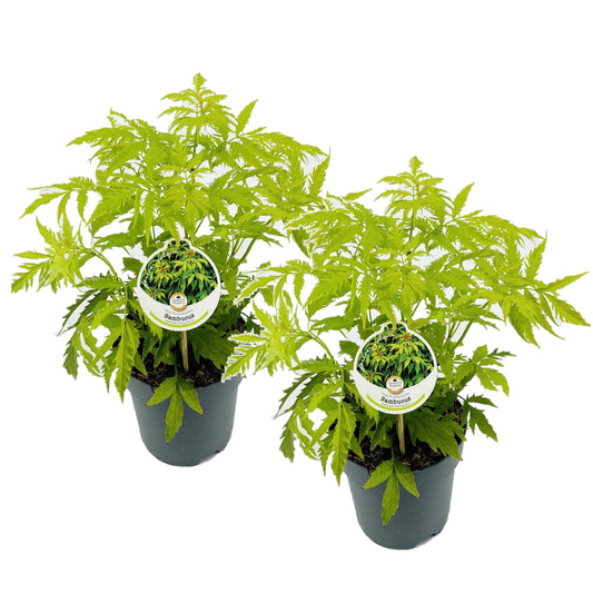 Elder - 2 pcs. - Sambucus nigra 'Aurea' - Height 25-40cm - ⌀17cm