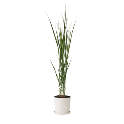 Panic érigé - Panicum virgatum 'Northwind' - Hauteur 40-60cm - ⌀23cm - TD Plantz