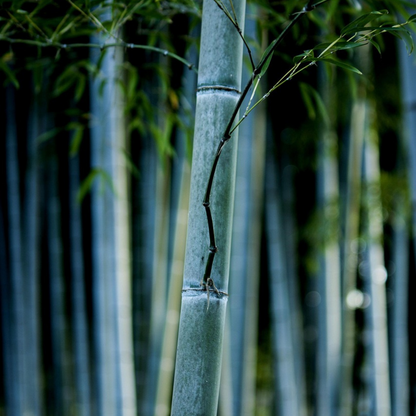 Blue Stem Bamboo - 3 pcs. - Fargesia papyrifera 'Blue Dragon' - H30-40cm - ⌀13cm