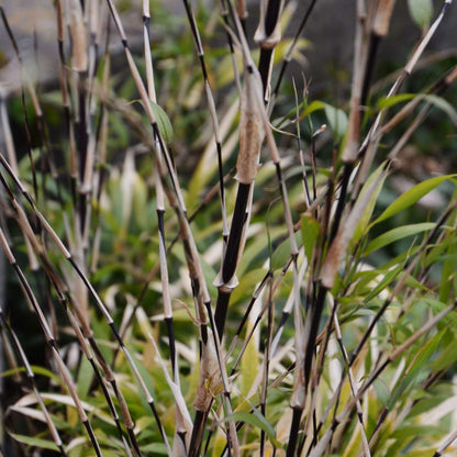 Bamboo - 3 pcs - Fargesia nitida 'Black Dragon' - Height 25-40cm - ⌀14cm