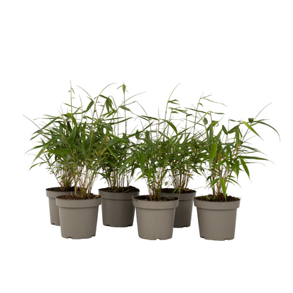 Umbrella Bamboo - 6 pcs. - Fargesia 'Asian Wonder' - Height 25-40cm - ⌀13cm