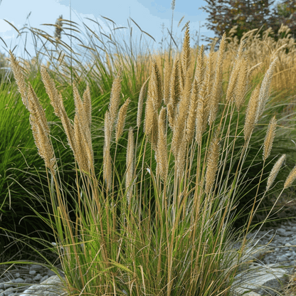 Calamagrostide - Calamagrostis acutiflora 'Overdam' - Hauteur 20-30cm - ⌀23cm