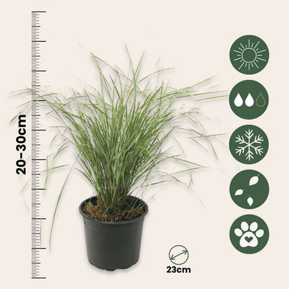 Calamagrostide - Calamagrostis acutiflora 'Overdam' - Hauteur 20-30cm - ⌀23cm