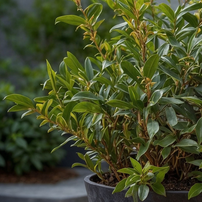 Sarcocoque confus - Set de 4 - Sarcococca 'Confusa' - Hauteur 30-40cm - ⌀17cm