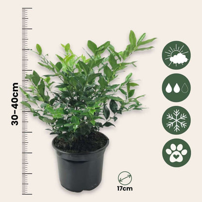 Sarcocoque confus - Set de 4 - Sarcococca 'Confusa' - Hauteur 30-40cm - ⌀17cm