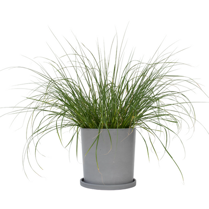 Pennisétum - Pennisetum alopecuroides 'Hameln' - Hauteur 20-30cm - ⌀23cm